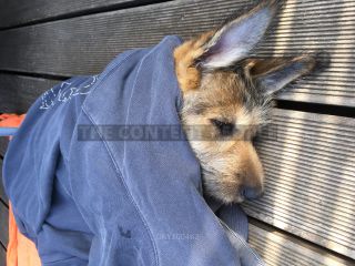 Link to Photo | dog, rest, sleeping, sleep, Picardy Shepherd, puppy, dog breed, June 2021, animal