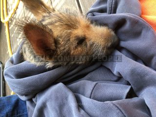 Link to Photo | dog, rest, sleeping, sleep, Picardy Shepherd, puppy, dog breed, June 2021, animal