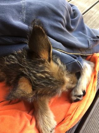 Link to Video | dog, rest, sleeping, sleep, Picardy Shepherd, puppy, dog breed, June 2021, animal