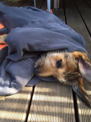 Link to Video | dog, rest, sleeping, sleep, Picardy Shepherd, puppy, dog breed, June 2021, animal