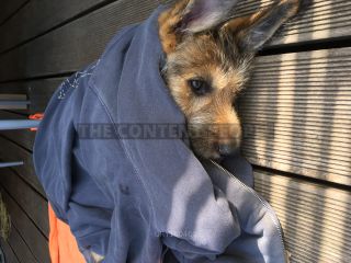 Link to Photo | dog, rest, sleeping, sleep, Picardy Shepherd, puppy, dog breed, June 2021, animal