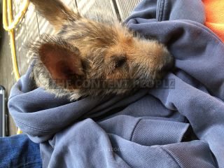 Link to Photo | dog, rest, sleeping, sleep, Picardy Shepherd, puppy, dog breed, June 2021, animal