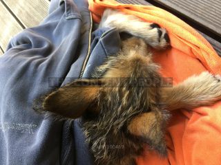 Link to Photo | dog, rest, sleeping, sleep, Picardy Shepherd, puppy, dog breed, June 2021, animal