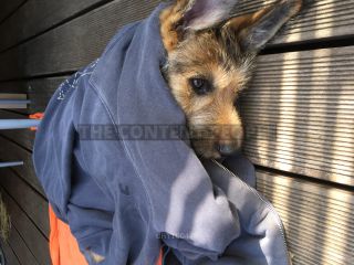 Link to Photo | dog, rest, sleeping, sleep, Picardy Shepherd, puppy, dog breed, June 2021, animal