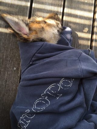 Link zum Video | Entschleunigung, Hund, Müdigkeit, Wahrnehmung, Ausruhen, Erholung, Ruhe, Rassehund, Amateurfotografie, schlafen, Canis lupus familiaris, Müßiggang, Schlaf, Berger de Picardie, Hütehund, Welpe, Hunderasse, Juni 2021, Haustier, Yumi