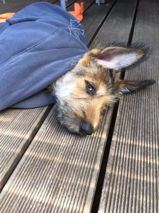 Link zum Video | Entschleunigung, Hund, Müdigkeit, Wahrnehmung, Ausruhen, Erholung, Ruhe, Rassehund, Amateurfotografie, schlafen, Canis lupus familiaris, Müßiggang, Schlaf, Berger de Picardie, Hütehund, Welpe, Hunderasse, Juni 2021, Haustier, Yumi