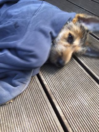 Link zum Video | Entschleunigung, Hund, Müdigkeit, Wahrnehmung, Ausruhen, Erholung, Ruhe, Rassehund, Amateurfotografie, schlafen, Canis lupus familiaris, Müßiggang, Schlaf, Berger de Picardie, Hütehund, Welpe, Hunderasse, Juni 2021, Haustier, Yumi