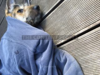 Link zum Foto | Entschleunigung, Hund, Müdigkeit, Wahrnehmung, Ausruhen, Erholung, Ruhe, Rassehund, Amateurfotografie, schlafen, Canis lupus familiaris, Müßiggang, Schlaf, Berger de Picardie, Hütehund, Welpe, Hunderasse, Juni 2021, Haustier, Yumi