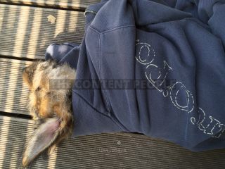 Link zum Foto | Entschleunigung, Hund, Müdigkeit, Wahrnehmung, Ausruhen, Erholung, Ruhe, Rassehund, Amateurfotografie, schlafen, Canis lupus familiaris, Müßiggang, Schlaf, Berger de Picardie, Hütehund, Welpe, Hunderasse, Juni 2021, Haustier, Yumi