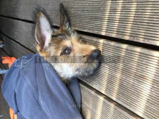 Link zum Foto | Entschleunigung, Hund, Müdigkeit, Wahrnehmung, Ausruhen, Erholung, Ruhe, Rassehund, Amateurfotografie, schlafen, Canis lupus familiaris, Müßiggang, Schlaf, Berger de Picardie, Hütehund, Welpe, Hunderasse, Juni 2021, Haustier, Yumi