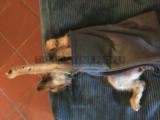 Link zum Foto | Entschleunigung, Hund, Müdigkeit, Handyvideo, Wahrnehmung, Ausruhen, Erholung, Ruhe, Rassehund, Amateurfotografie, Canis lupus familiaris, Müßiggang, Schlaf, Berger de Picardie, Hütehund, Welpe, Hunderasse, Decke, Juni 2021, Haustier, Yumi