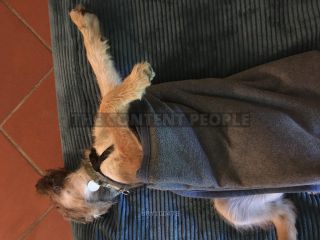 Link zum Foto | Entschleunigung, Hund, Müdigkeit, Handyvideo, Wahrnehmung, Ausruhen, Erholung, Ruhe, Rassehund, Amateurfotografie, Canis lupus familiaris, Müßiggang, Schlaf, Berger de Picardie, Hütehund, Welpe, Hunderasse, Decke, Juni 2021, Haustier, Yumi