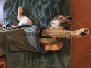 Link zum Foto | Entschleunigung, Hund, Müdigkeit, Handyvideo, Wahrnehmung, Ausruhen, Erholung, Ruhe, Rassehund, Amateurfotografie, Canis lupus familiaris, Müßiggang, Schlaf, Berger de Picardie, Hütehund, Welpe, Hunderasse, Decke, Juni 2021, Haustier, Yumi