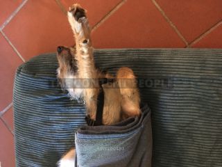 Link zum Foto | Entschleunigung, Hund, Müdigkeit, Handyvideo, Wahrnehmung, Ausruhen, Erholung, Ruhe, Rassehund, Amateurfotografie, Canis lupus familiaris, Müßiggang, Schlaf, Berger de Picardie, Hütehund, Welpe, Hunderasse, Decke, Juni 2021, Haustier, Yumi