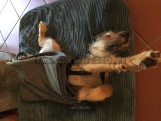 Link zum Foto | Entschleunigung, Hund, Müdigkeit, Handyvideo, Wahrnehmung, Ausruhen, Erholung, Ruhe, Rassehund, Amateurfotografie, Canis lupus familiaris, Müßiggang, Schlaf, Berger de Picardie, Hütehund, Welpe, Hunderasse, Decke, Juni 2021, Haustier, Yumi