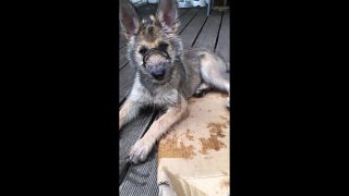 Link zum Video | Hund, Wahrnehmung, Ruhe, Rassehund, Amateurfotografie, schlafen, Canis lupus familiaris, Schlaf, Berger de Picardie, Hütehund, Welpe, Hunderasse, Juni 2021, Haustier, Yumi