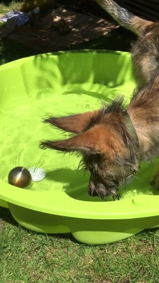 Link zum Video | Spielverhalten, Kugel, Hund, BIG-Spielwarenfabrik, Handyvideo, Wahrnehmung, Planschbecken, Rassehund, Sandkasten, Amateurfotografie, Canis lupus familiaris, Wasser, Ausdauer, Berger de Picardie, Hütehund, Welpe, Hunderasse, Juni 2021, Haustier, Yumi