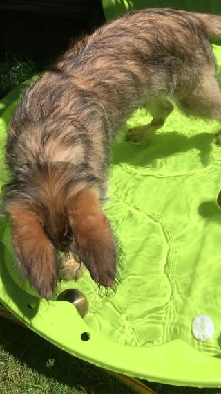 Link zum Video | Spielverhalten, Kugel, Hund, BIG-Spielwarenfabrik, Handyvideo, Wahrnehmung, Planschbecken, Rassehund, Sandkasten, Amateurfotografie, Canis lupus familiaris, Wasser, Ausdauer, Berger de Picardie, Hütehund, Welpe, Hunderasse, Juni 2021, Haustier, Yumi