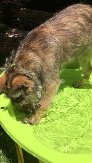 Link zum Video | Spielverhalten, Kugel, Hund, BIG-Spielwarenfabrik, Handyvideo, Wahrnehmung, Planschbecken, Rassehund, Sandkasten, Amateurfotografie, Canis lupus familiaris, Wasser, Ausdauer, Berger de Picardie, Hütehund, Welpe, Hunderasse, Juni 2021, Haustier, Yumi