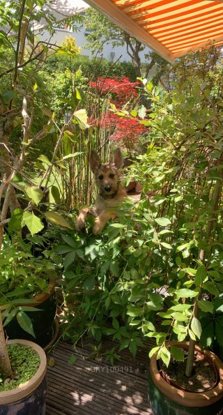 Link zum Foto | Spielverhalten, Hund, Wahrnehmung, Rassehund, Amateurfotografie, Canis lupus familiaris, Berger de Picardie, Hütehund, Welpe, Hunderasse, Amateurfilm, 2021, Juni 2021, Haustier, Yumi