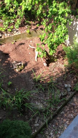 Link zum Video | Hund, Wahrnehmung, Rassehund, Amateurfotografie, Hunde, Canis lupus familiaris, Berger de Picardie, Hütehund, Welpe, Hunderasse, Juni 2021, Haustier, Yumi