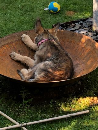 Link zum Foto | Hund, Wahrnehmung, Rassehund, Amateurfotografie, Hunde, Canis lupus familiaris, Berger de Picardie, Hütehund, Welpe, Hunderasse, Juni 2021, Haustier, Yumi