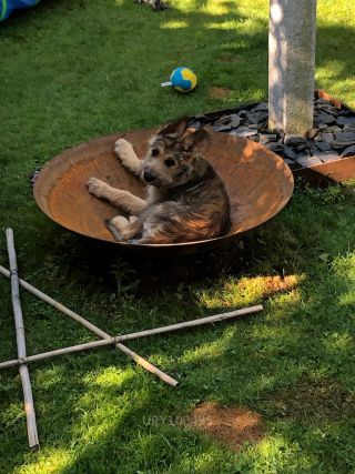 Link zum Foto | Hund, Wahrnehmung, Rassehund, Amateurfotografie, Hunde, Canis lupus familiaris, Berger de Picardie, Hütehund, Welpe, Hunderasse, Juni 2021, Haustier, Yumi