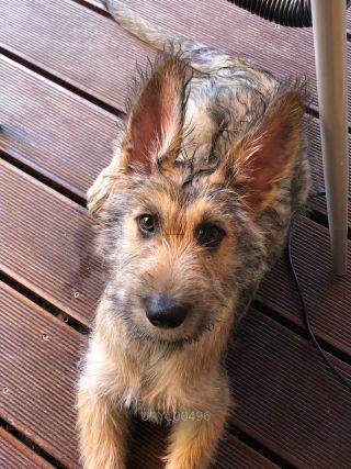 Link zum Foto | Hund, Wahrnehmung, Rassehund, Amateurfotografie, Hunde, Canis lupus familiaris, Berger de Picardie, Hütehund, Welpe, Hunderasse, Juni 2021, Haustier, Yumi