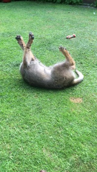 Link zum Video | Hund, Wahrnehmung, Rassehund, Amateurfotografie, Hunde, Canis lupus familiaris, Berger de Picardie, Hütehund, Welpe, Hunderasse, Juni 2021, Haustier, Yumi