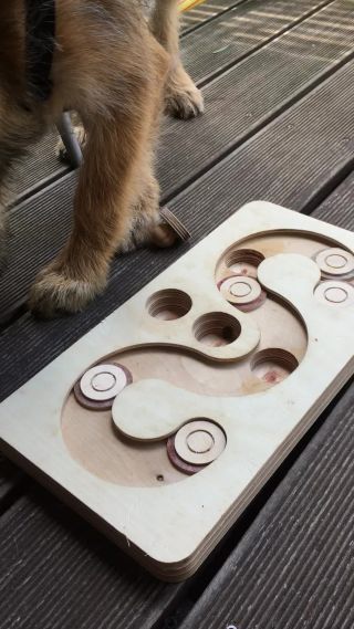 Link zum Video | Hund, Wahrnehmung, Rassehund, Amateurfotografie, Canis lupus familiaris, Berger de Picardie, Hütehund, Welpe, Hunderasse, Juni 2021, Haustier, Yumi