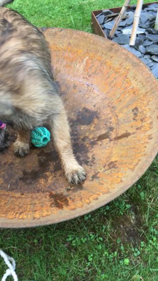 Link zum Video | Hund, Wahrnehmung, Rassehund, Amateurfotografie, Canis lupus familiaris, Berger de Picardie, Hütehund, Welpe, Hunderasse, Juni 2021, Haustier, Yumi