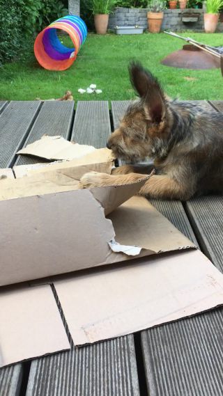 Link zum Video | Hund, Wahrnehmung, Rassehund, Amateurfotografie, Canis lupus familiaris, Berger de Picardie, Hütehund, Welpe, Hunderasse, Juni 2021, Haustier, Yumi