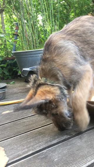 Link zum Video | Hund, Wahrnehmung, Rassehund, Amateurfotografie, Canis lupus familiaris, Berger de Picardie, Hütehund, Welpe, Hunderasse, Juni 2021, Haustier, Yumi