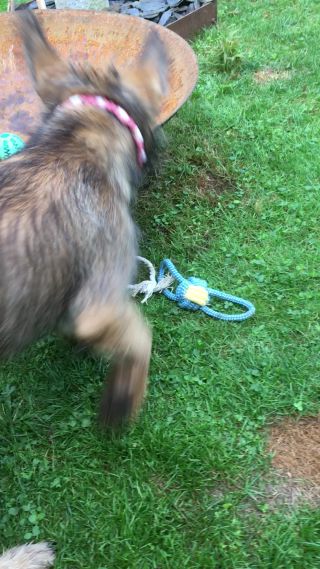 Link zum Video | Hund, Wahrnehmung, Rassehund, Amateurfotografie, Canis lupus familiaris, Berger de Picardie, Hütehund, Welpe, Hunderasse, Juni 2021, Haustier, Yumi