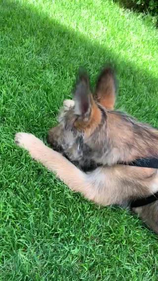 Link zum Video | Hund, Wahrnehmung, Rassehund, Amateurfotografie, Canis lupus familiaris, Berger de Picardie, Hütehund, Welpe, Hunderasse, Juni 2021, Haustier, Yumi