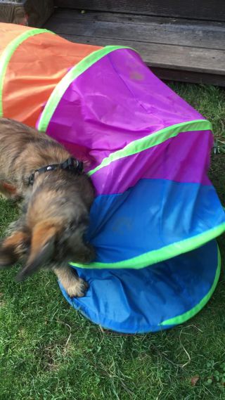 Link zum Video | Hund, Wahrnehmung, Rassehund, Amateurfotografie, Canis lupus familiaris, Berger de Picardie, Hütehund, Welpe, Hunderasse, Juni 2021, Haustier, Yumi