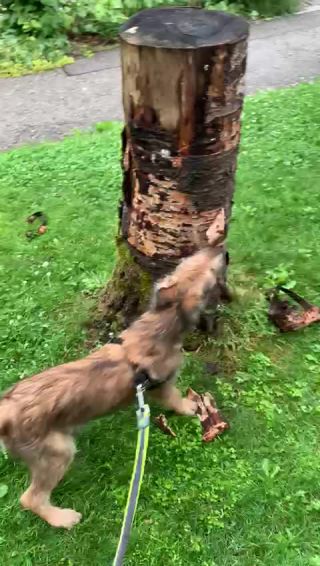 Link zum Video | Energie, Jungtier, Hund, Wahrnehmung, Rassehund, Amateurfotografie, Canis lupus familiaris, Berger de Picardie, Hütehund, Welpe, Hunderasse, Juni 2021, Juli 2021, Haustier, Yumi