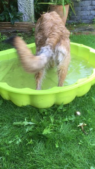 Link zum Video | Hund, Wahrnehmung, Rassehund, Amateurfotografie, Canis lupus familiaris, Berger de Picardie, Hütehund, Welpe, Hunderasse, Juni 2021, Haustier, Yumi