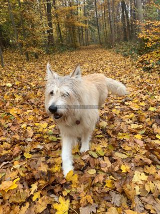 Link zum Foto | Spielverhalten, Hund, Berger de Picardie, Hütehund, Welpe, Amateurfilm, 2021