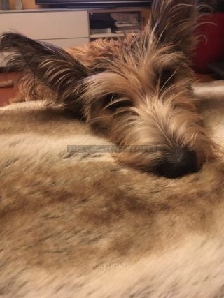 Link zum Foto | Spielverhalten, Hund, Berger de Picardie, Hütehund, Welpe, Amateurfilm, 2021