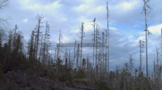 Link to Photo | liegendes Totholz, tree, climate change, environmental degradation, forest dieback, coarse woody debris, Picea abies, dryness, 2012, Czech Republic, monoculture, forest degradation, forest, Fichtenwald, global warming