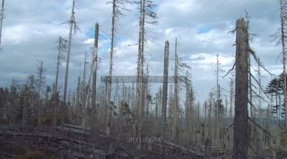 Link to Photo | liegendes Totholz, tree, climate change, environmental degradation, forest dieback, coarse woody debris, Picea abies, dryness, 2012, Czech Republic, monoculture, forest degradation, forest, Fichtenwald, global warming