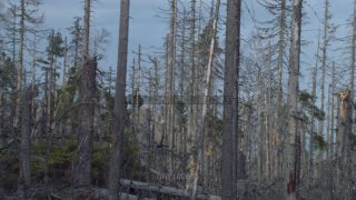 Link to Photo | liegendes Totholz, tree, climate change, environmental degradation, forest dieback, coarse woody debris, Picea abies, dryness, 2012, Czech Republic, monoculture, forest degradation, forest, Fichtenwald, global warming