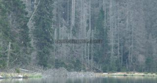 Link to Photo | liegendes Totholz, tree, climate change, environmental degradation, forest dieback, coarse woody debris, Picea abies, dryness, 2012, Czech Republic, monoculture, forest degradation, forest, Fichtenwald, global warming
