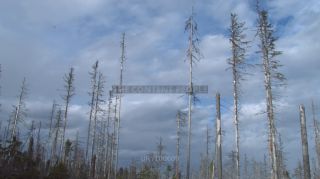 Link to Photo | liegendes Totholz, tree, climate change, environmental degradation, forest dieback, coarse woody debris, Picea abies, dryness, 2012, Czech Republic, monoculture, forest degradation, forest, Fichtenwald, global warming