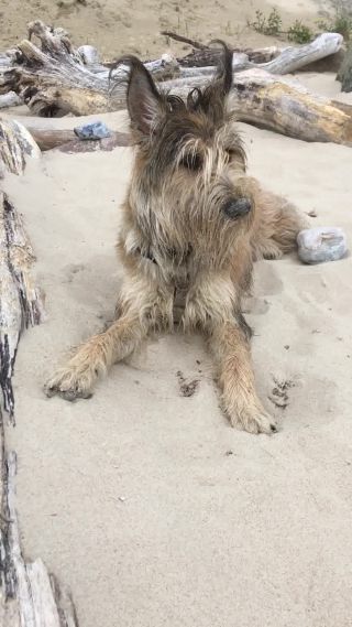 Link to Video | dog, perception, Rassehund, amateur photography, Canis lupus familiaris, Picardy Shepherd, herding dog, puppy, dog breed, June 2021, domesticated animal, Yumi