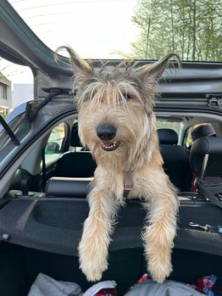 Link to Photo | photograph, dog, Handyvideo, perception, Rassehund, amateur photography, Canis lupus familiaris, Picardy Shepherd, livestock guardian dog, herding dog, puppy, dog breed, amateur film, June 2021, domesticated animal, animal, Yumi