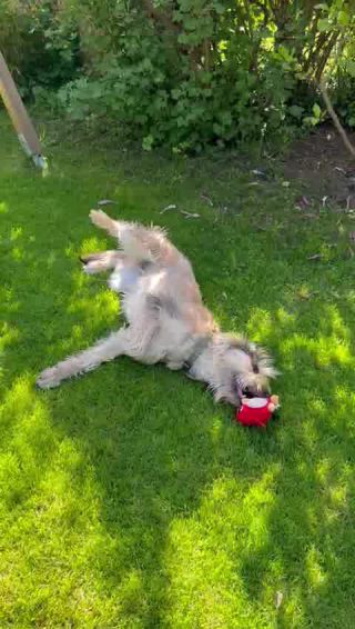 Link to Video | dog, perception, Rassehund, amateur photography, Canis lupus familiaris, Picardy Shepherd, herding dog, puppy, dog breed, June 2021, domesticated animal, Yumi
