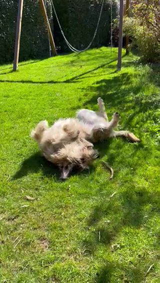Link to Video | dog, perception, Rassehund, amateur photography, Canis lupus familiaris, Picardy Shepherd, herding dog, puppy, dog breed, June 2021, domesticated animal, Yumi