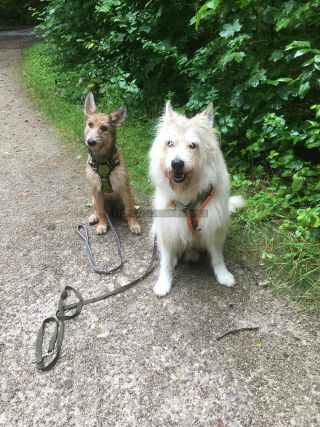 Link to Photo | dog, perception, Rassehund, amateur photography, Canis lupus familiaris, Picardy Shepherd, herding dog, puppy, dog breed, June 2021, domesticated animal, Yumi